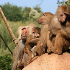 Zoo Köln